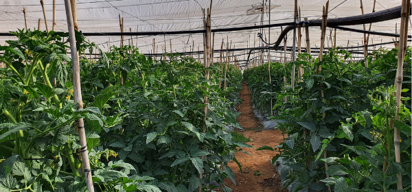 Phân Polyphosphat Giúp Gia Tăng Hiệu Quả Sử Dụng Phân Bón Của Cây Trồng