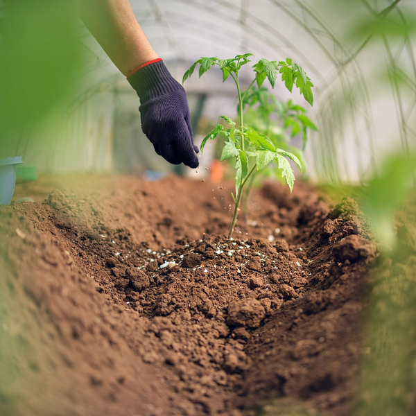 Các yếu tố ảnh hưởng đến hiệu quả sử dụng phân lân