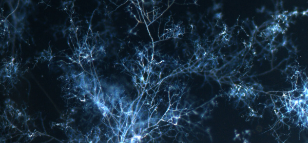 SỬ DỤNG PHÂN LÂN NHƯ THẾ NÀO ĐỂ TĂNG CƯỜNG HOẠT ĐỘNG CỦA NẤM CỘNG SINH ARBUSCULAR MYCORRHIZAE VÀ TĂNG HIỆU QUẢ SỬ DỤNG PHÂN BÓN