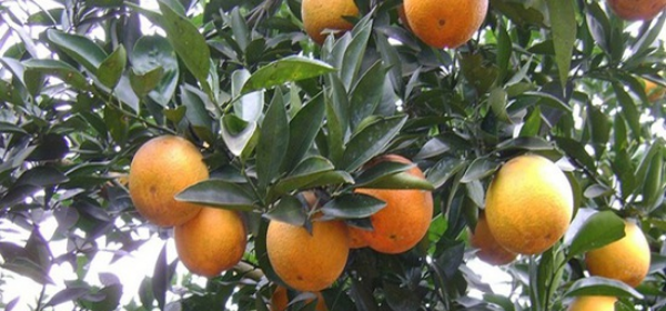 ẢNH HƯỞNG CỦA PHÂN LÂN ĐẾN CHẤT LƯỢNG QUẢ Ở CÂY CÓ MÚI