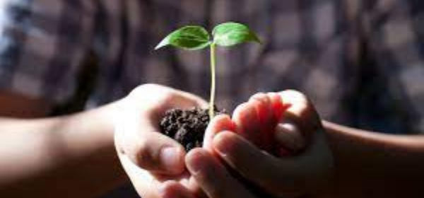 Ngộ Độc Lân Ở Cây Trồng