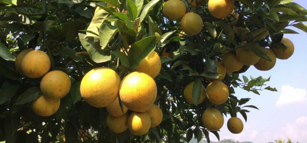 BÓN BAO NHIÊU PHÂN KALI ĐỂ NÂNG CAO CHẤT LƯỢNG QUẢ Ở CÂY CÓ MÚI?