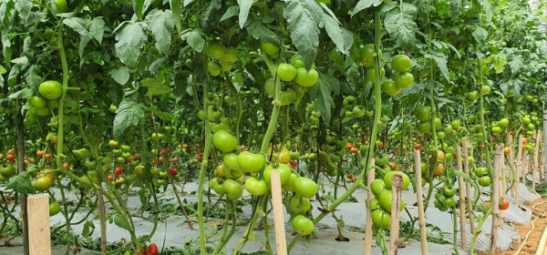 TẦM QUAN TRỌNG CỦA PHÂN KALI ĐẾN NĂNG SUẤT VÀ CHẤT LƯỢNG QUẢ CÀ CHUA