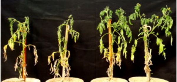 DINH DƯỠNG KALI GIÚP TĂNG KHẢ NĂNG CHỊU HẠN CỦA CÂY