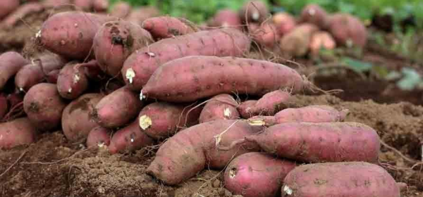 DINH DƯỠNG KALI PHÙ HỢP CHO CỦ KHOAI LANG NĂNG SUẤT CAO