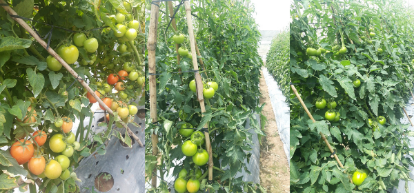 ĐẶC ĐIỂM HÌNH THÁI VÀ SINH LÝ CỦA RỄ CÀ CHUA ẢNH HƯỞNG ĐẾN KHẢ NĂNG HẤP THU KALI NHƯ THẾ NÀO