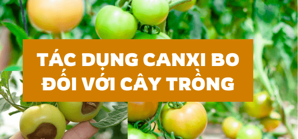 Tác dụng của canxi bo đối với cây trồng