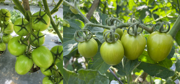 LỰA CHỌN PHÂN ĐẠM NITRAT HAY ĐẠM AMONI ĐỂ PHỐI HỢP VỚI PHÂN KALI HIỆU QUẢ