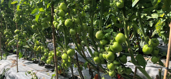 Các Yếu Tố Ảnh Hưởng Đến Khả Năng Của Rễ Tiếp Cận Với Dinh Dưỡng Kali