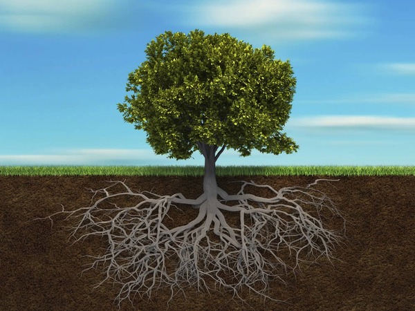 Dùng loại phân bón nào giúp kích rễ an toàn, hiệu quả?