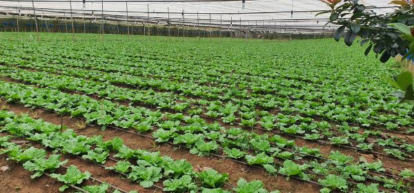 CÁC CHIẾN LƯỢC VỊ TRÍ BÓN PHÂN KALI TRONG ĐẤT