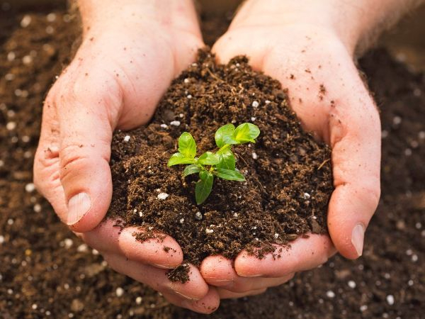 Phân loại và tìm hiểu phân bón hữu cơ cho cây trồng phổ biến hiện nay