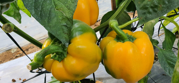 NHỮNG ĐIỀU CẦN BIẾT VỀ CÁC NGUỒN PHÂN KALI CUNG CẤP CHO CÂY TRỒNG