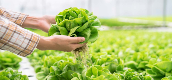 VAI TRÒ CỦA KALI TRONG MÔI TRƯỜNG THUỶ CANH