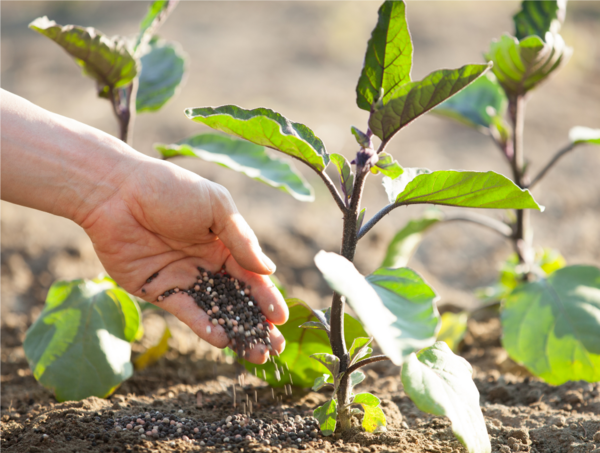 Cách bón phân hữu cơ vi sinh cho năng suất cao nhất