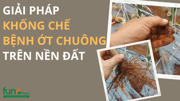 Giải pháp khống chế bệnh ớt chuông trên nền đất
