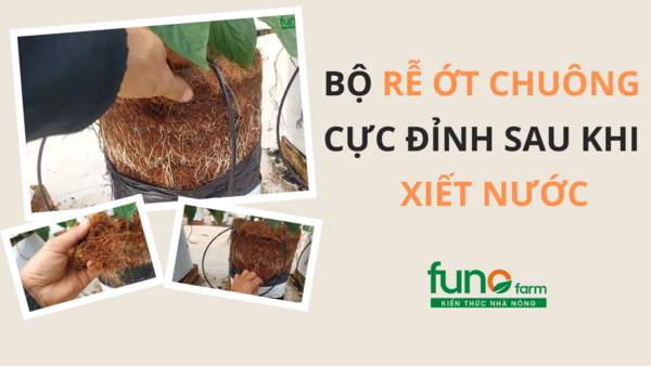 Bộ rễ ớt chuông cực đỉnh sau khi xiết nước