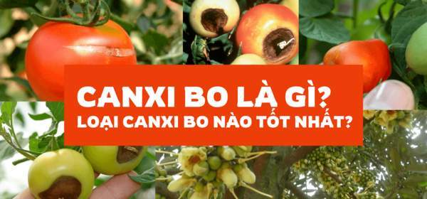 Phân bón Canxi Bo sử dụng như thế nào? Canxi bo nào tốt nhất cho cây trồng của bạn?