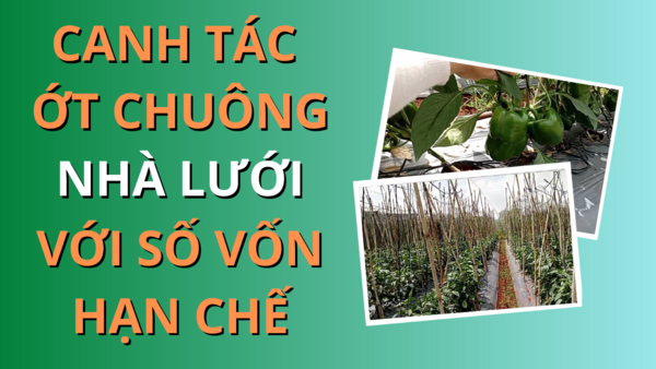 Canh tác ớt chuông với số vốn hạn chế