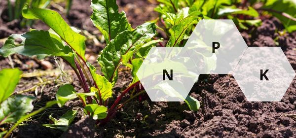 CÁCH BÓN PHÂN NPK – CẨM NANG HƯỚNG DẪN CHI TIẾT