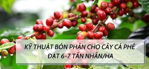 KỸ THUẬT BÓN PHÂN CHO CÂY CÀ PHÊ ĐẠT 6-7 TẤN NHÂN TRÊN HA