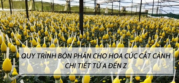 QUY TRÌNH BÓN PHÂN CHO HOA CÚC CẮT CÀNH CHI TIẾT TỪ A ĐẾN Z