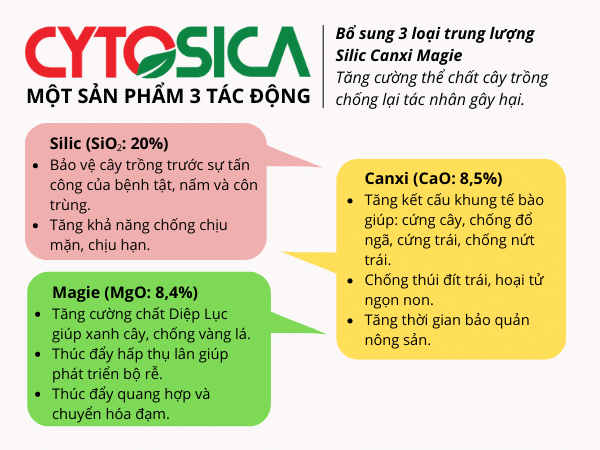 PHÂN BÓN SILIC CYTOSICA  - ảnh 3