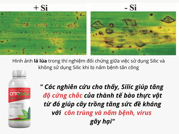 PHÂN BÓN SILIC CYTOSICA  - ảnh 1