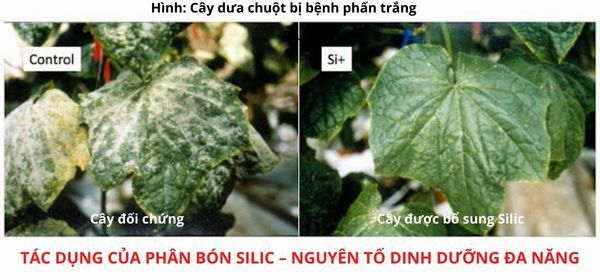 TÁC DỤNG CỦA PHÂN BÓN SILIC – NGUYÊN TỐ DINH DƯỠNG ĐA NĂNG