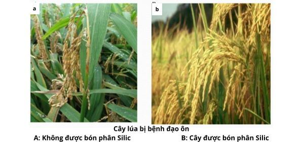VAI TRÒ CỦA SILIC TRÊN LÚA VÀ NHỮNG ĐIỀU CẦN BIẾT