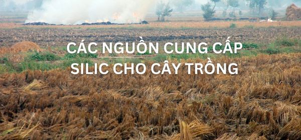 CÁC NGUỒN CUNG CẤP SILIC CHO CÂY TRỒNG