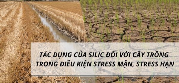 TÁC DỤNG CỦA SILIC ĐỐI VỚI CÂY TRỒNG TRONG  ĐIỀU KIỆN STRESS MẶN, STRESS HẠN