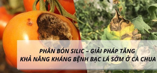 PHÂN BÓN SILIC – GIẢI PHÁP TĂNG KHẢ NĂNG KHÁNG BỆNH BẠC LÁ SỚM Ở CÀ CHUA