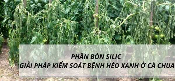 PHÂN BÓN SILIC - GIẢI PHÁP KIỂM SOÁT BỆNH HÉO XANH Ở CÀ CHUA