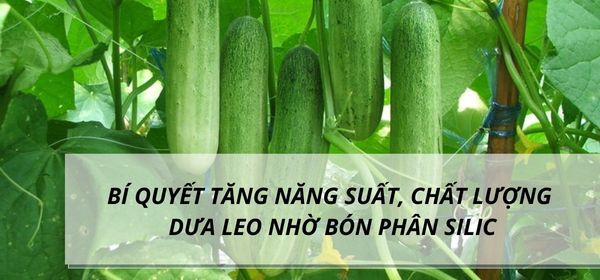 BÍ QUYẾT TĂNG NĂNG SUẤT, CHẤT LƯỢNG DƯA LEO NHỜ BÓN PHÂN SILIC