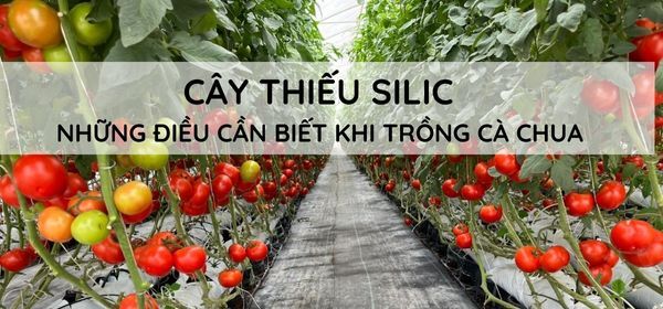 CÂY THIẾU SILIC - NHỮNG ĐIỀU CẦN BIẾT KHI TRỒNG CÀ CHUA 