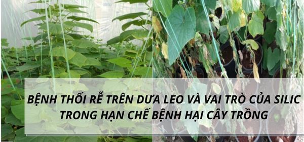 BỆNH THỐI RỄ TRÊN DƯA LEO VÀ VAI TRÒ CỦA SILIC TRONG HẠN CHẾ BỆNH HẠI CÂY TRỒNG
