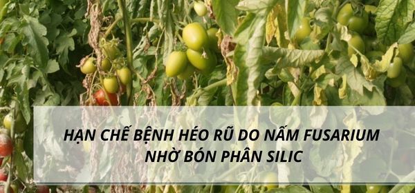 HẠN CHẾ BỆNH HÉO RŨ DO NẤM FUSARIUM NHỜ BÓN PHÂN SILIC