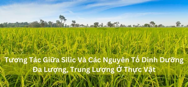 TƯƠNG TÁC GIỮA SILIC VÀ CÁC NGUYÊN TỐ DINH DƯỠNG ĐA LƯỢNG, TRUNG LƯỢNG Ở THỰC VẬT