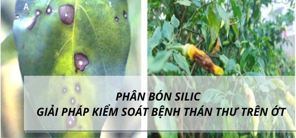 PHÂN BÓN SILIC – GIẢI PHÁP KIỂM SOÁT BỆNH THÁN THƯ TRÊN ỚT