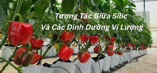 Tương Tác Giữa Silic Và Các Dinh Dưỡng Vi Lượng