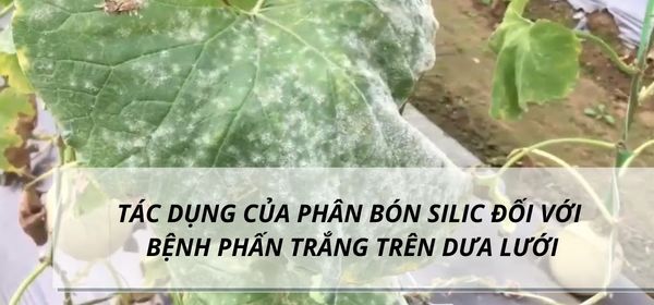 TÁC DỤNG CỦA PHÂN BÓN SILIC ĐỐI VỚI BỆNH PHẤN TRẮNG TRÊN DƯA LƯỚI