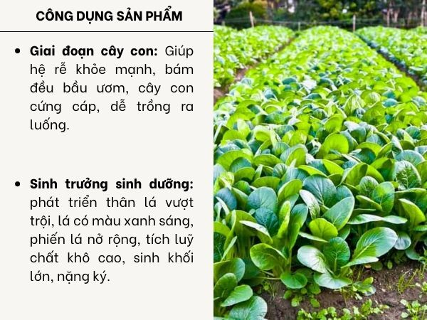 PHÂN BÓN CYTOBASE NPK 22-22-10+MgO+TE - ảnh 3