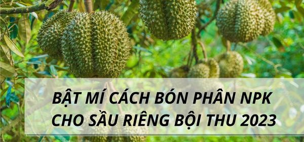 BẬT MÍ CÁCH BÓN PHÂN NPK CHO SẦU RIÊNG BỘI THU 2023