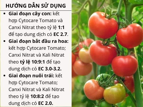 CYTOCARE TOMATO - ảnh 5