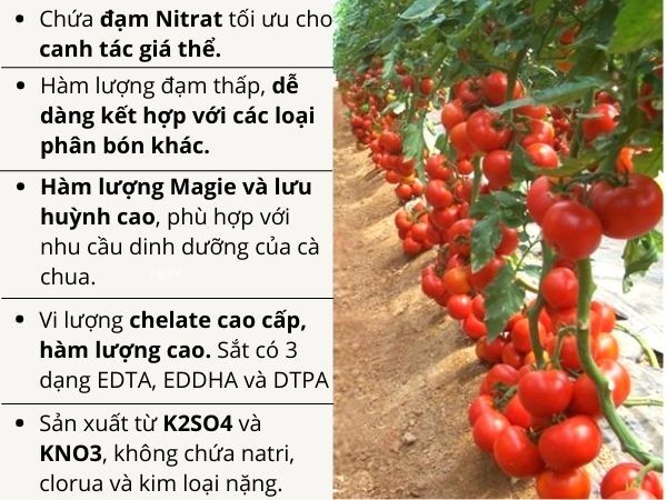 CYTOCARE TOMATO - ảnh 4