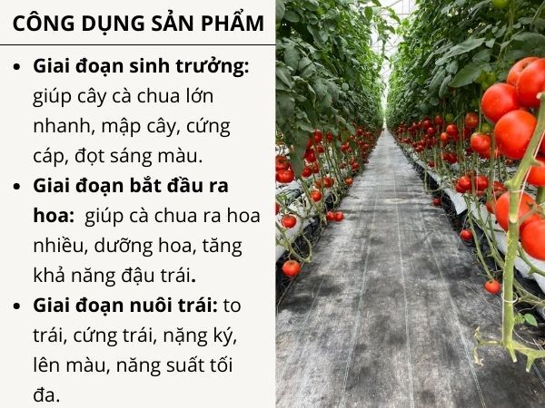 CYTOCARE TOMATO - ảnh 3