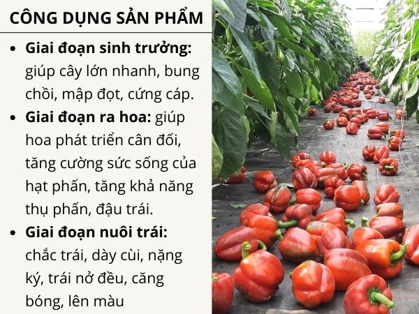 CYTOCARE SWEET PEPPER  - ảnh 3
