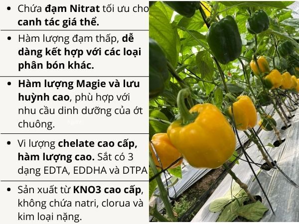 CYTOCARE SWEET PEPPER  - ảnh 4