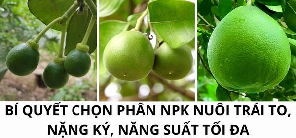 BÍ QUYẾT CHỌN PHÂN NPK NUÔI TRÁI TO, NẶNG KÝ, NĂNG SUẤT TỐI ĐA